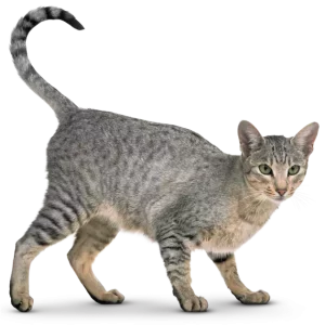 BreatheWell Pet Respiratory Care