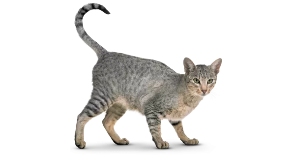 BreatheWell Pet Respiratory Care