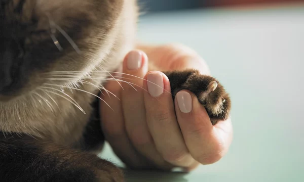 PawRelief Pain Management