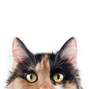 TummyCare Pet Gastroenterology