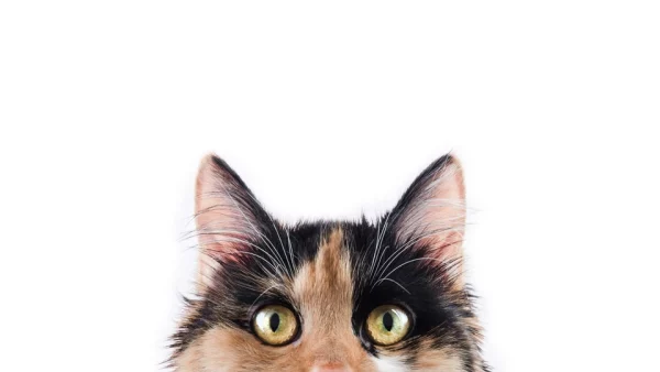 TummyCare Pet Gastroenterology