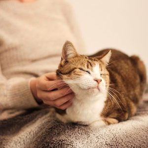 FurEver Home Adoption Service