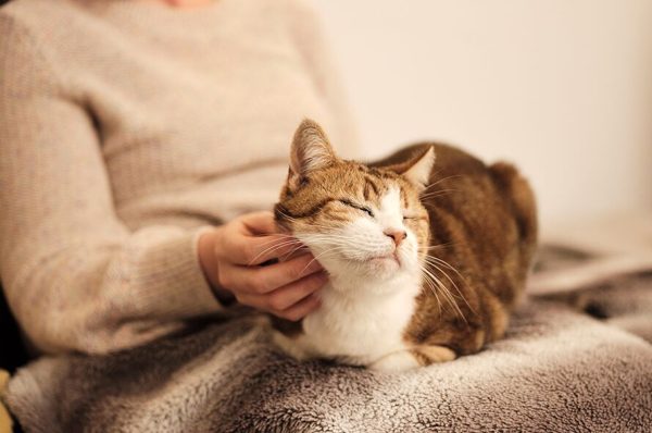 FurEver Home Adoption Service